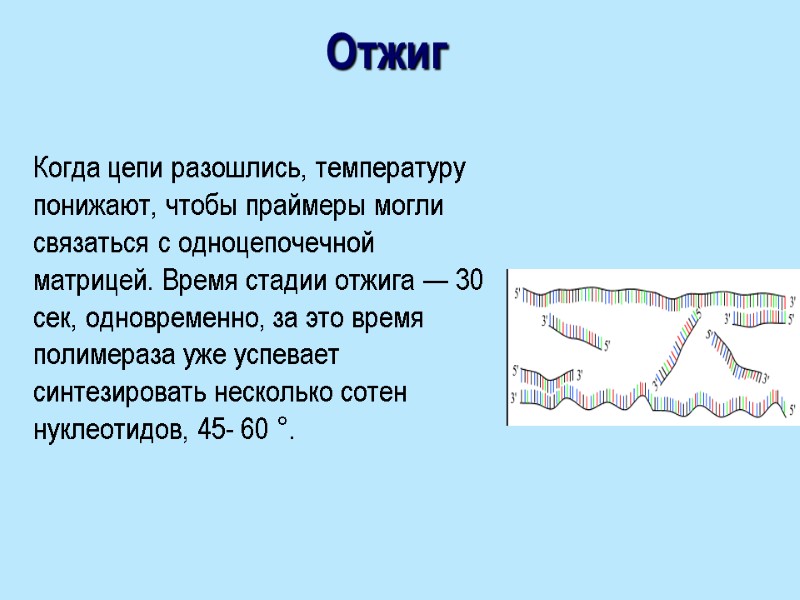 Отжиг Когда цепи разошлись, температуру понижают, чтобы праймеры могли связаться с одноцепочечной матрицей. Время